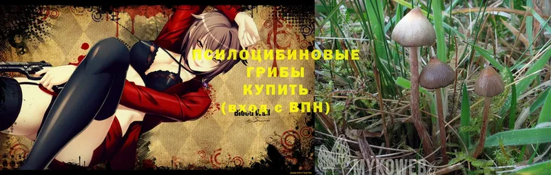 Псилоцибиновые грибы Cubensis  Лыткарино 