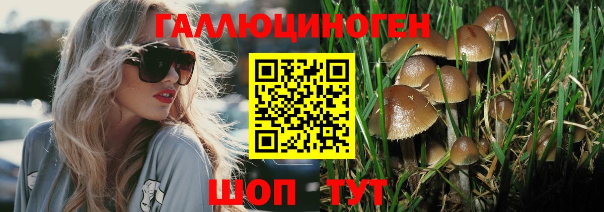 Галлюциногенные грибы Psilocybine cubensis  Лыткарино  Псилоцибиновые грибы Psilocybine cubensis 
